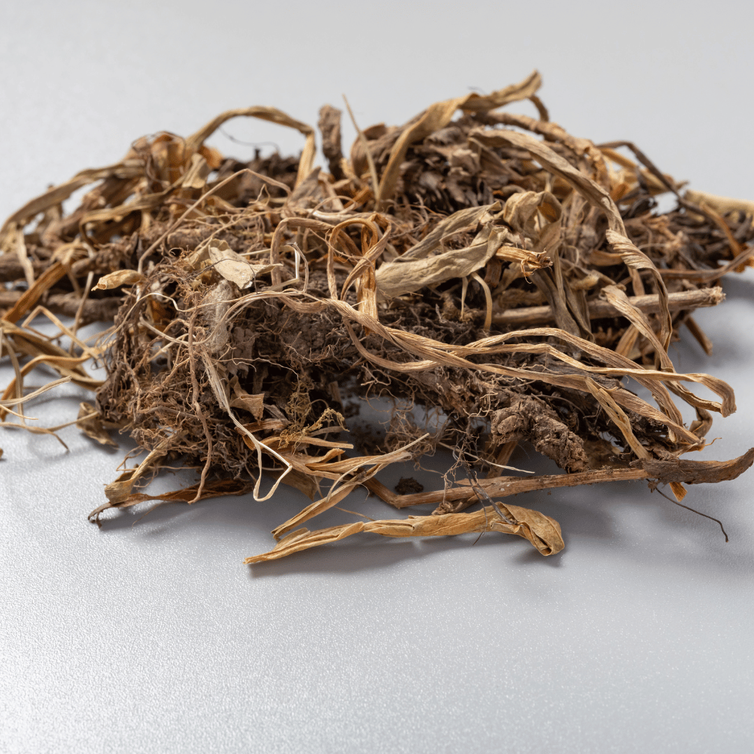 Jatamansi (Nardostachys jatamansi)